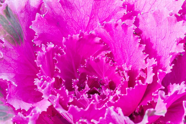 Taze mor lahana (brassica oleracea) bitki yaprakları kapatmak 