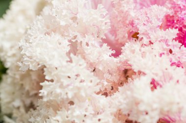 Taze mor lahana (brassica oleracea) bitki yaprakları kapatmak 