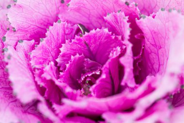 Taze mor lahana (brassica oleracea) bitki yaprakları kapatmak 