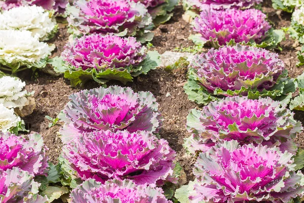 Fresh Cabbage (brassica oleracea) plant leaves — Stock Photo, Image