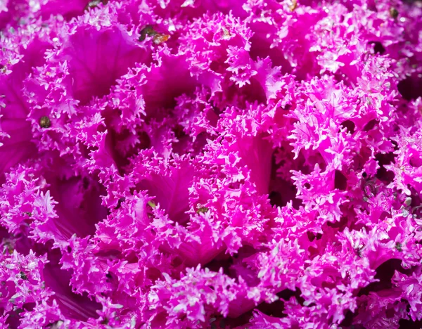 Cerrar la col violeta fresca (brassica oleracea) hojas de plantas —  Fotos de Stock