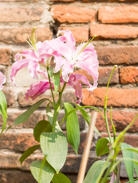 Close up of pink lily flower — Stock Photo, Image