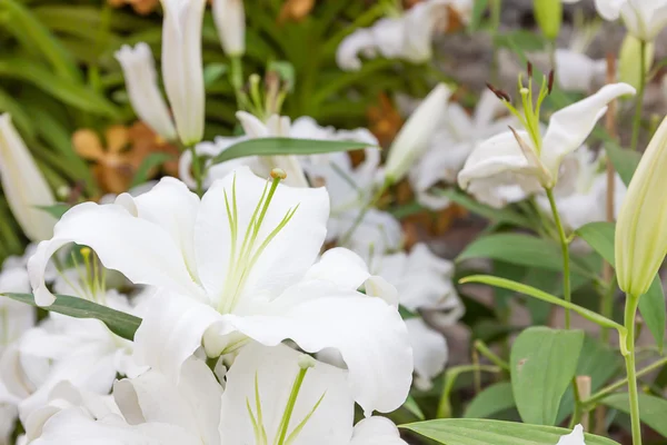 Close up de flor de lírio branco — Fotografia de Stock