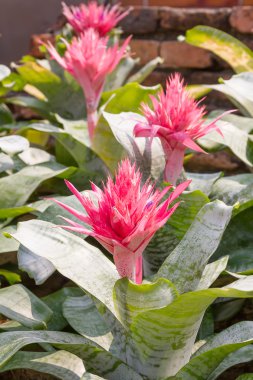 Bromeliad pembe çiçek kadar kapatın 