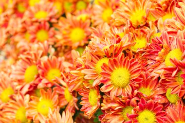 Turuncu papatya Çiçek bahçesinde