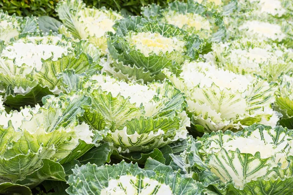 Fresh white cabbage (brassica oleracea) plant leaves — Stock Photo, Image
