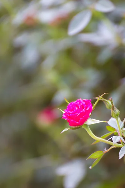 Rosa Rosen im Garten — Stockfoto