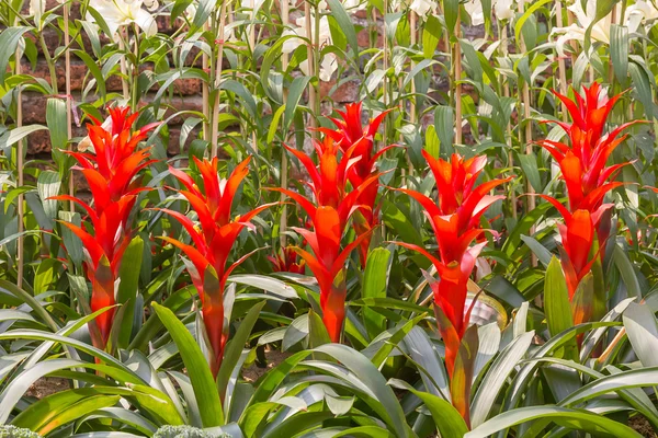 Red Guzmania magnifica flower — Stock Photo, Image