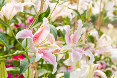 Beyaz zambak çiçeğine yaklaş 