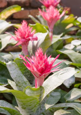 Bromeliad pembe çiçek kadar kapatın 