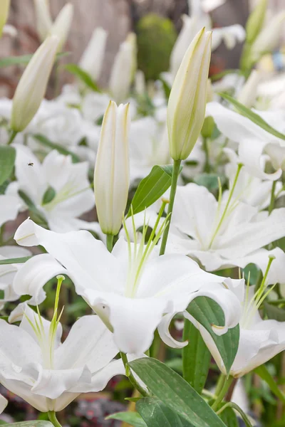 Close up of white lily flower — Stock Photo, Image