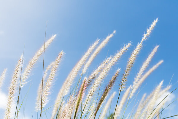 Cogon трава на голубом фоне неба
