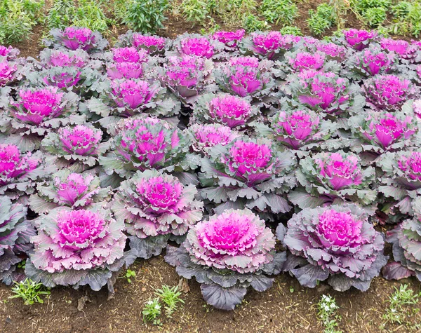 Col fresca (brassica oleracea) hojas de plantas —  Fotos de Stock