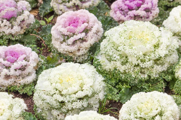 Col fresca (brassica oleracea) hojas de plantas — Foto de Stock