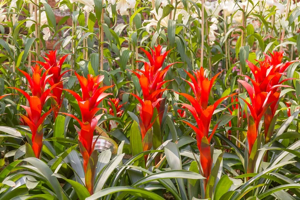 Red Guzmania magnifica flower — Stock Photo, Image