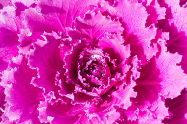 Taze mor lahana (brassica oleracea) bitki yaprakları kapatmak 