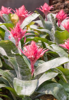 Bromeliad pembe çiçek kadar kapatın 