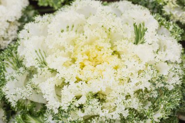 Taze Beyaz lahana (brassica oleracea) bitki yaprakları 