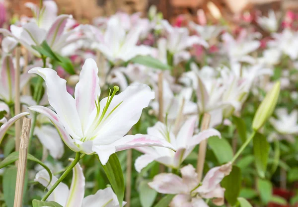 Закрыть белый лилий цветок — стоковое фото