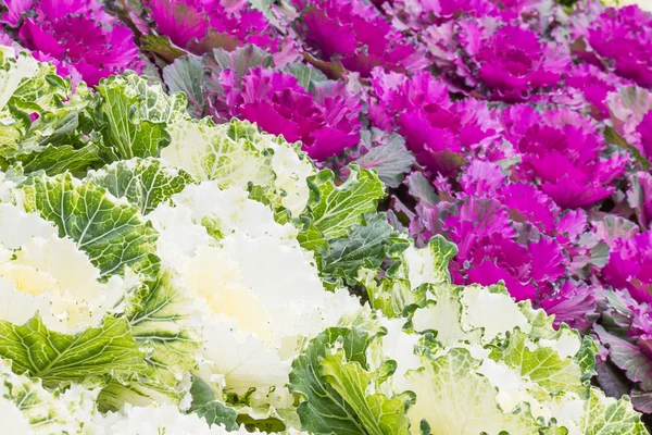 Feuilles fraîches de chou violet et blanc (brassica oleracea) — Photo