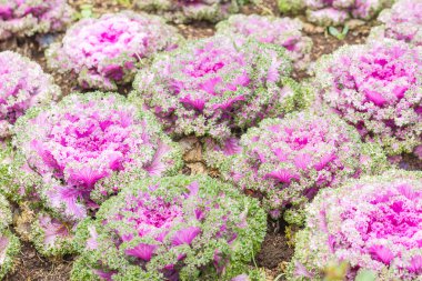 Taze lahana (brassica oleracea) bitki yaprakları 