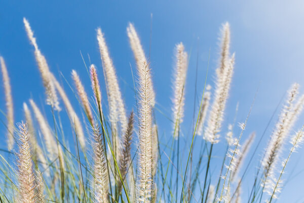 Cogon трава на голубом фоне неба
