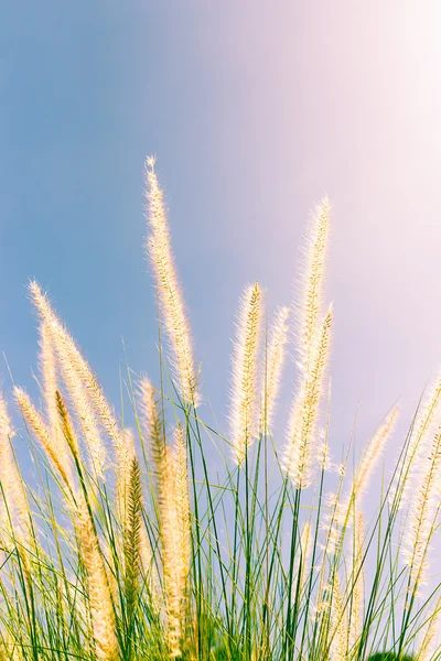 Перьевая трава в природе — стоковое фото