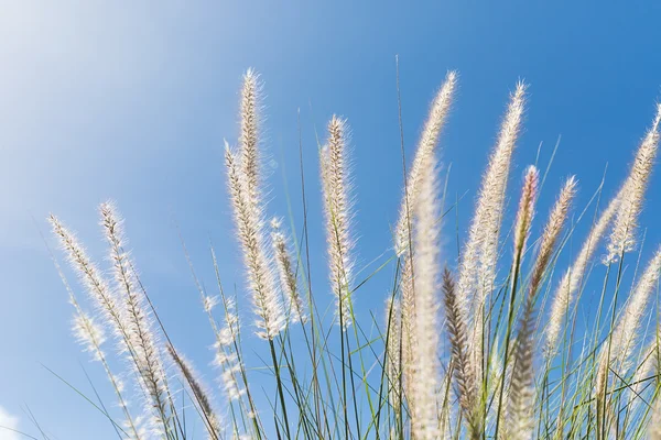Cogon fű a kék ég háttér — Stock Fotó
