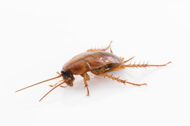 Beyaz üzerine ölü Hamam böceği kadar kapatın