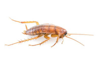 Beyaz üzerine ölü Hamam böceği kadar kapatın