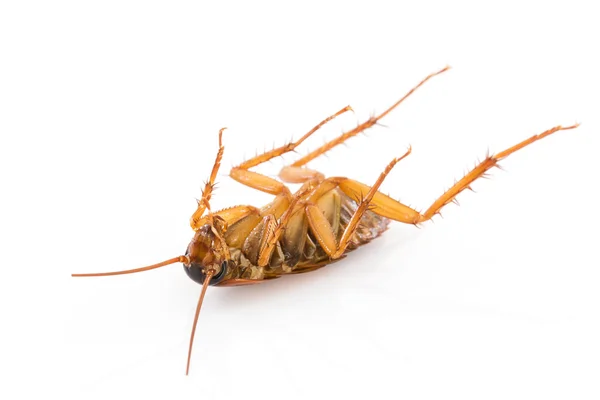 Close up dead cockroach on white — Stock Photo, Image