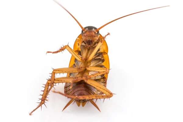 Close up dead cockroach on white — Stock Photo, Image