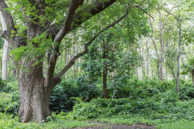 tropikal yağmur ormanlarında orman Tayland