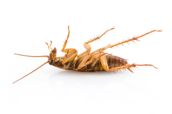 Close up dead cockroach on white — Stock Photo, Image