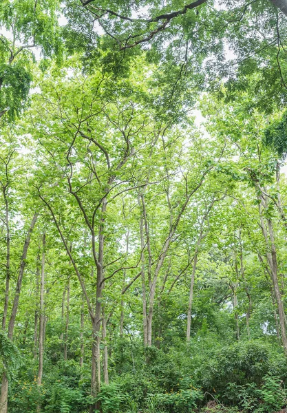 Tropical rainforest jungle in Thailand — Stock Photo, Image