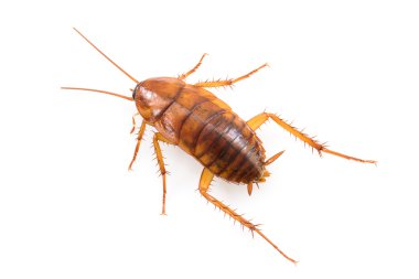 Close up cockroach on white clipart