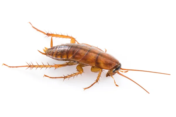 Close up cockroach on white — Stock Photo, Image