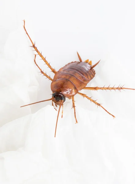 Закрыть таракана на белом — стоковое фото