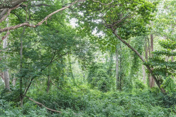 Tropisk regnskog djungel i thailand — Stockfoto