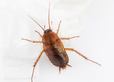 Hamamböceği beyaza yakın