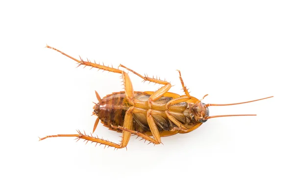 Chiudi scarafaggio su bianco — Foto Stock