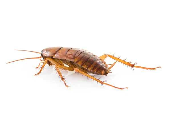 Nahaufnahme toter Kakerlake auf weißem Grund — Stockfoto