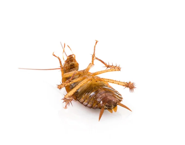 Nahaufnahme toter Kakerlake auf weißem Grund — Stockfoto