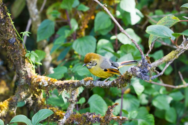 Chestnut-tailed minla in nature — Stock Photo, Image