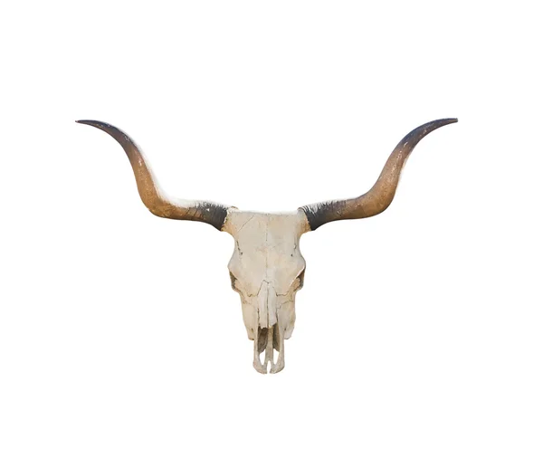 Buffalo skull on white — Stock Photo, Image