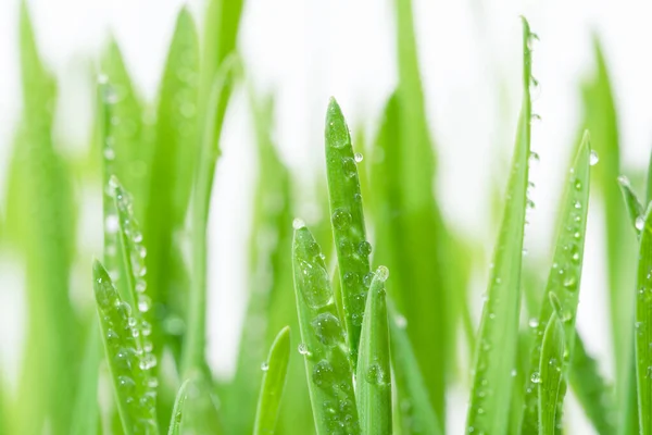 Свежая Зеленая Трава Пшеницы Капельками Росы Роса Пшеницы — стоковое фото
