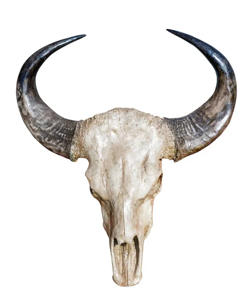 Crânio Vaca Cabeça Com Chifres Isolados Fundo Branco — Fotografia de Stock