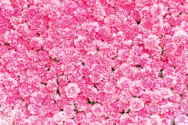 Красивый Розовый Гвоздичный Цветок Розовый Цветок Фон Гвоздики — стоковое фото