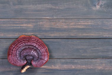 Ling zhi mantarı, Ganoderma lucidum mantarı ve ahşap masa.
