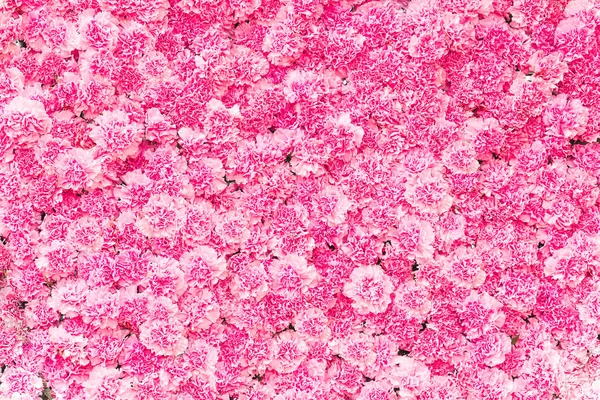 Schöne Rosa Nelkenblume Rosa Blume Hintergrund Der Nelkenblume — Stockfoto